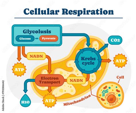 cellular respiration cartoon